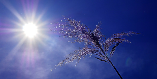 Himmel von dem die Sonne scheint, eine trockene Pflanze im Vordergrund